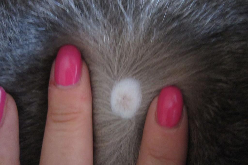 4zampedisimpatia: Curare l'Alopecia nei Gatti