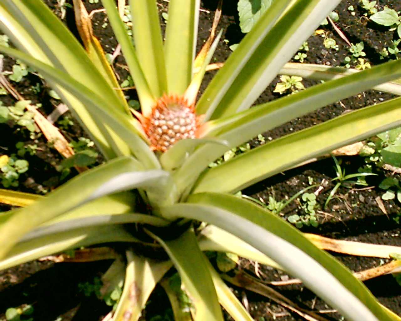 Panama Prattle Pineapple in Bloom and the Sky is Falling