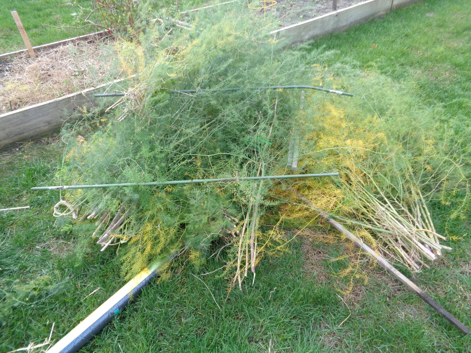 The Perennial Agriculturalist asparagus mulch