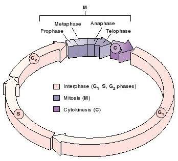 siklus sel, G1,S, G2, M, C, profase, metafase,anafase, telofase