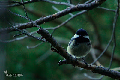 Carbonero garrapinos (Periparus ater).