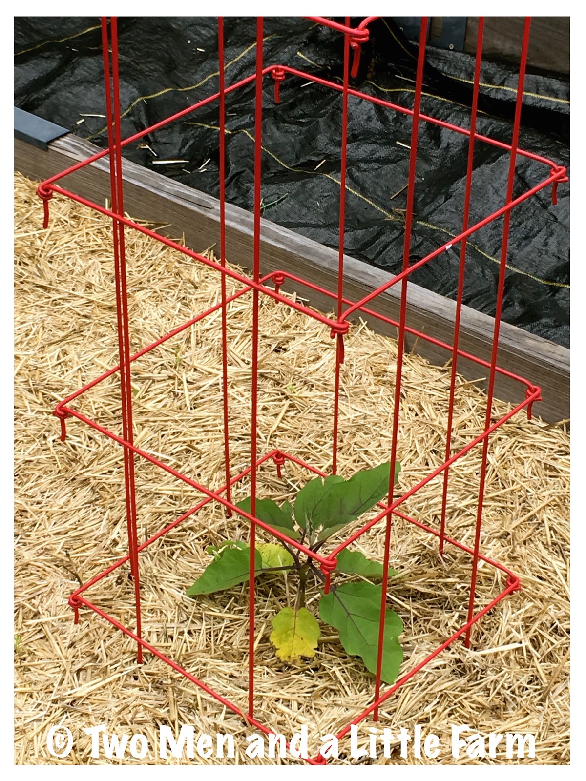 Two Men and a Little Farm RED GARDEN TRELLIS CAGES