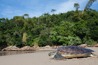 Fuente: https://www.endemico.org/entrevistas/proyecto-tamar-protegiendo-las-tortugas-marinas-de-brasil/