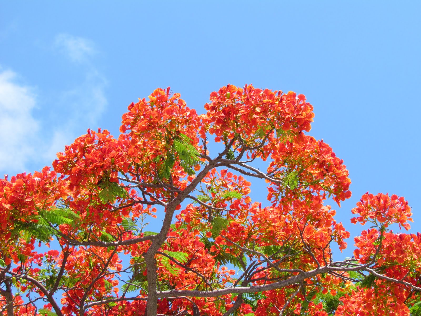 Visions From Key West