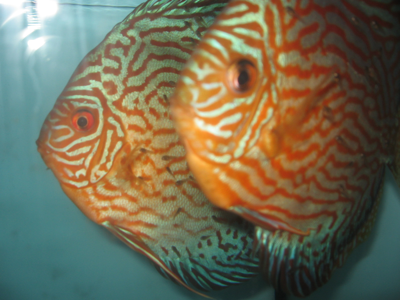 Discus Discus à vendre!