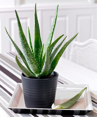 aloe vera aloe vera