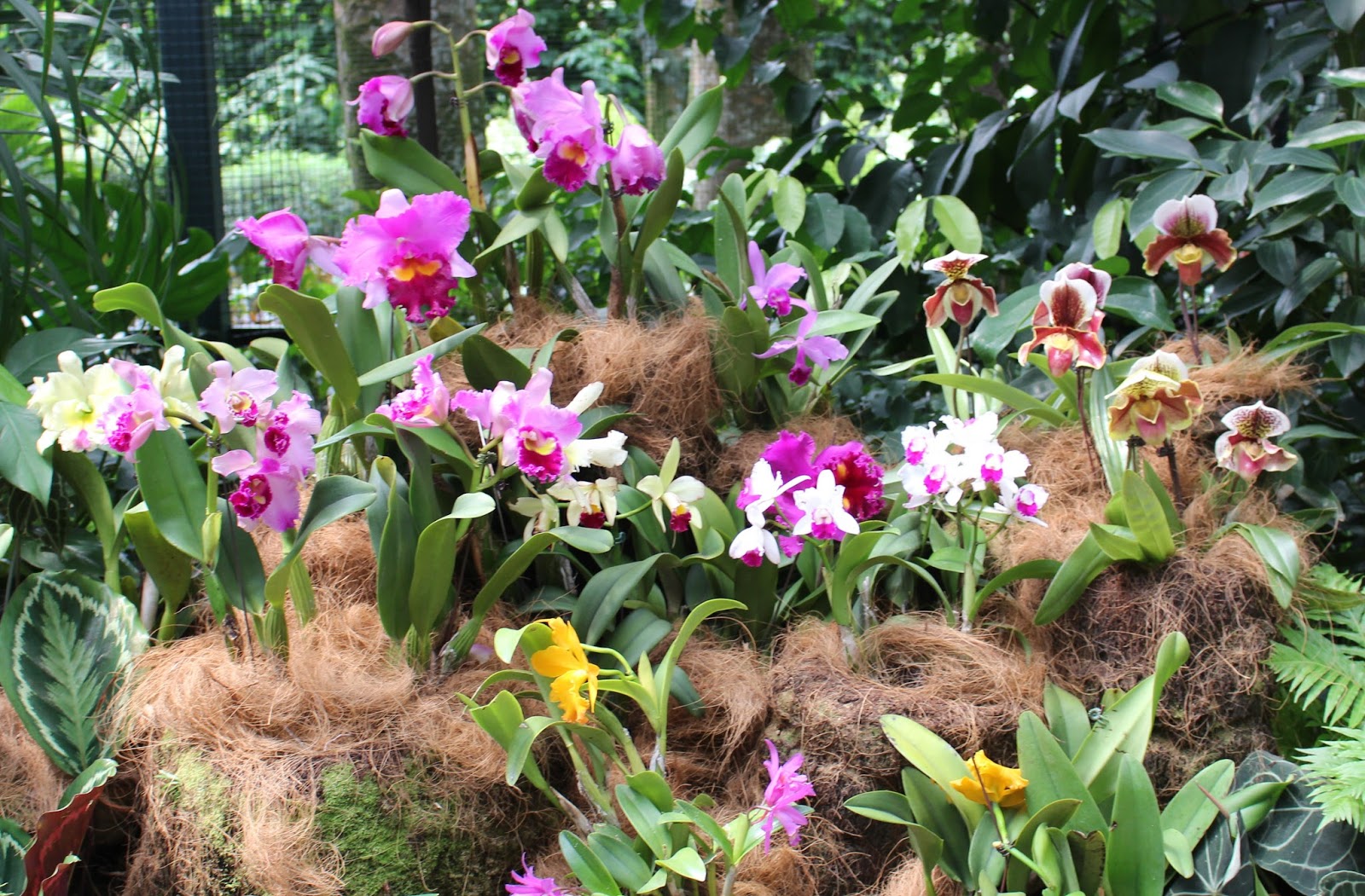 Chutes in Qatar Singapore Orchids!