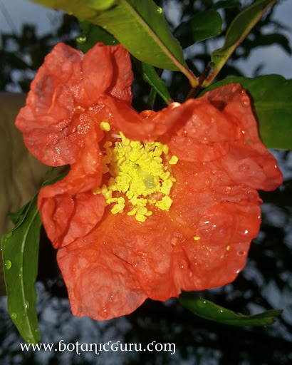 Punica granatum, Pomegranate flower