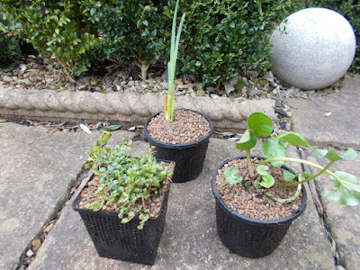 Pond plants Make a mini wildlife pond Green Fingered Blog