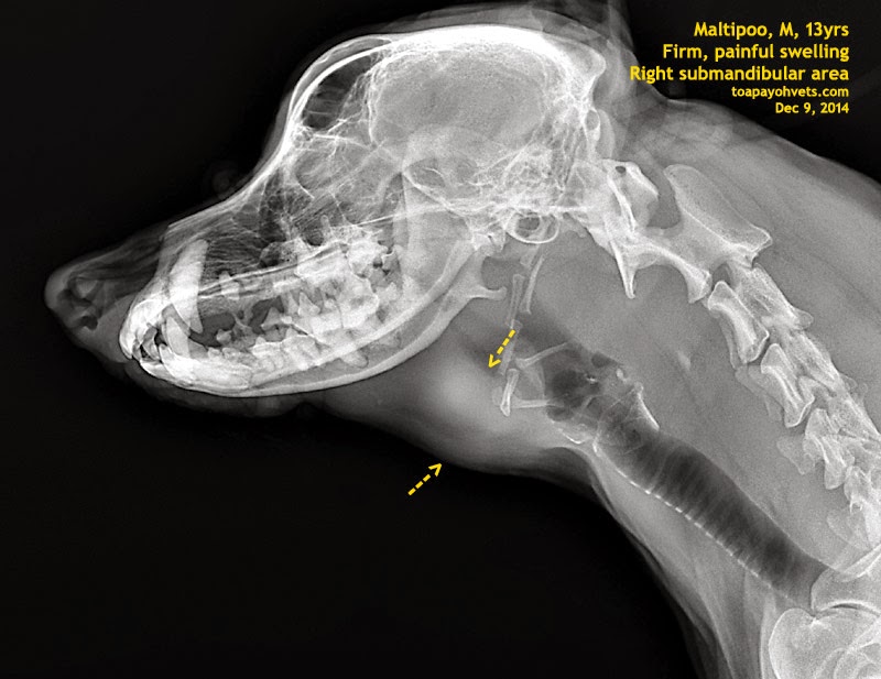 Be Kind To Pets, Vet case studies, Photography tips, Travel Stories