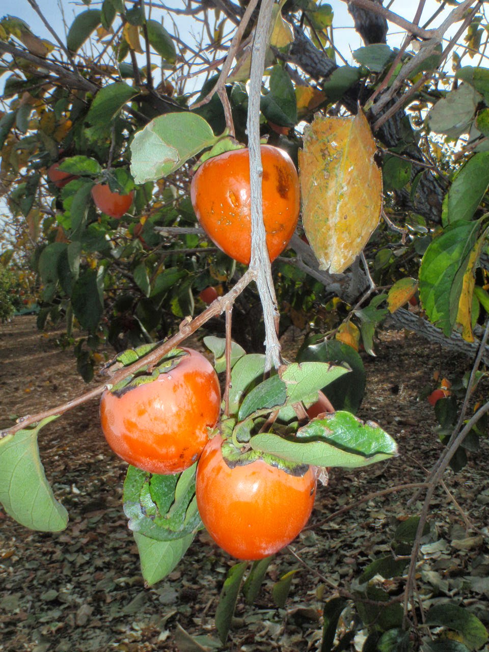 How to Plant and Grow Persimmon, Growing Persimmons From