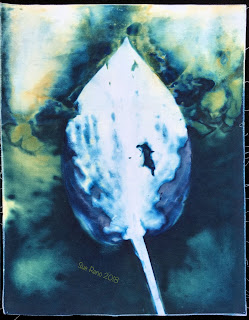 Wet cyanotype_Sue Reno_Image 370