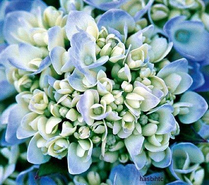 Bunga Hydrangea