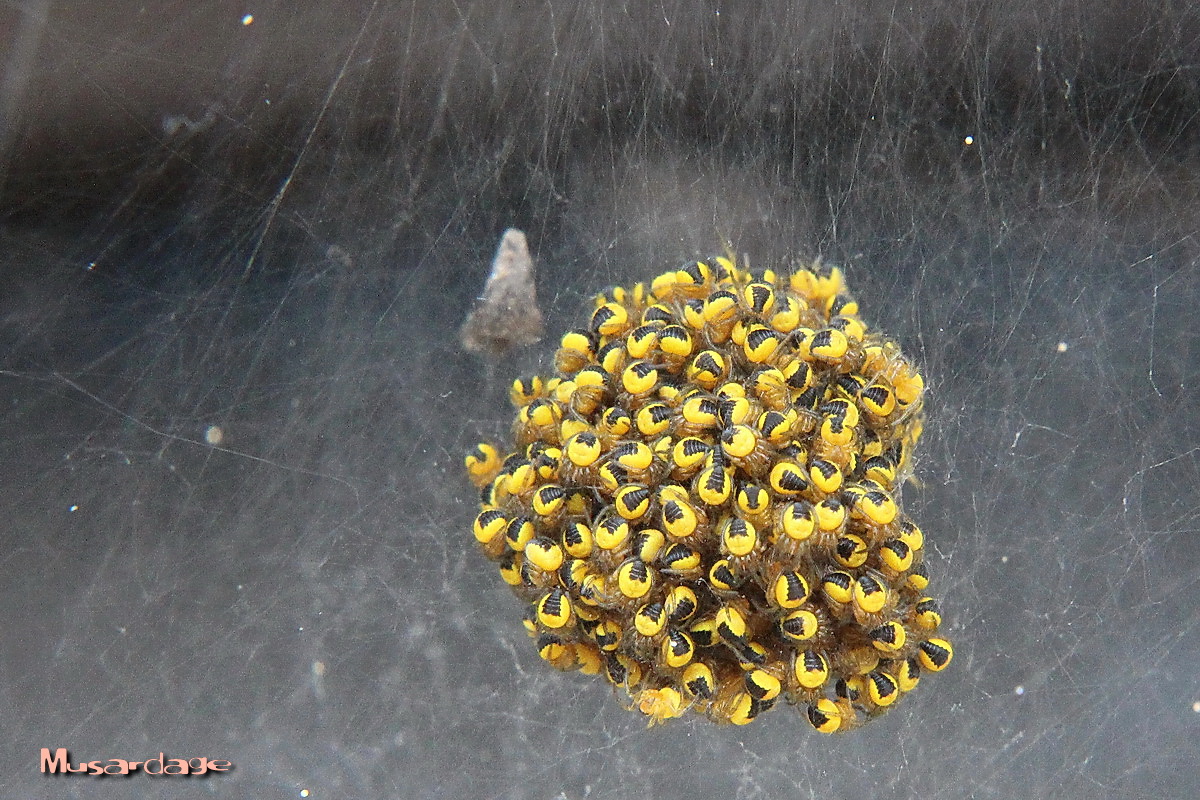 Nid de diadèmes Musardage du côté de Trégunc