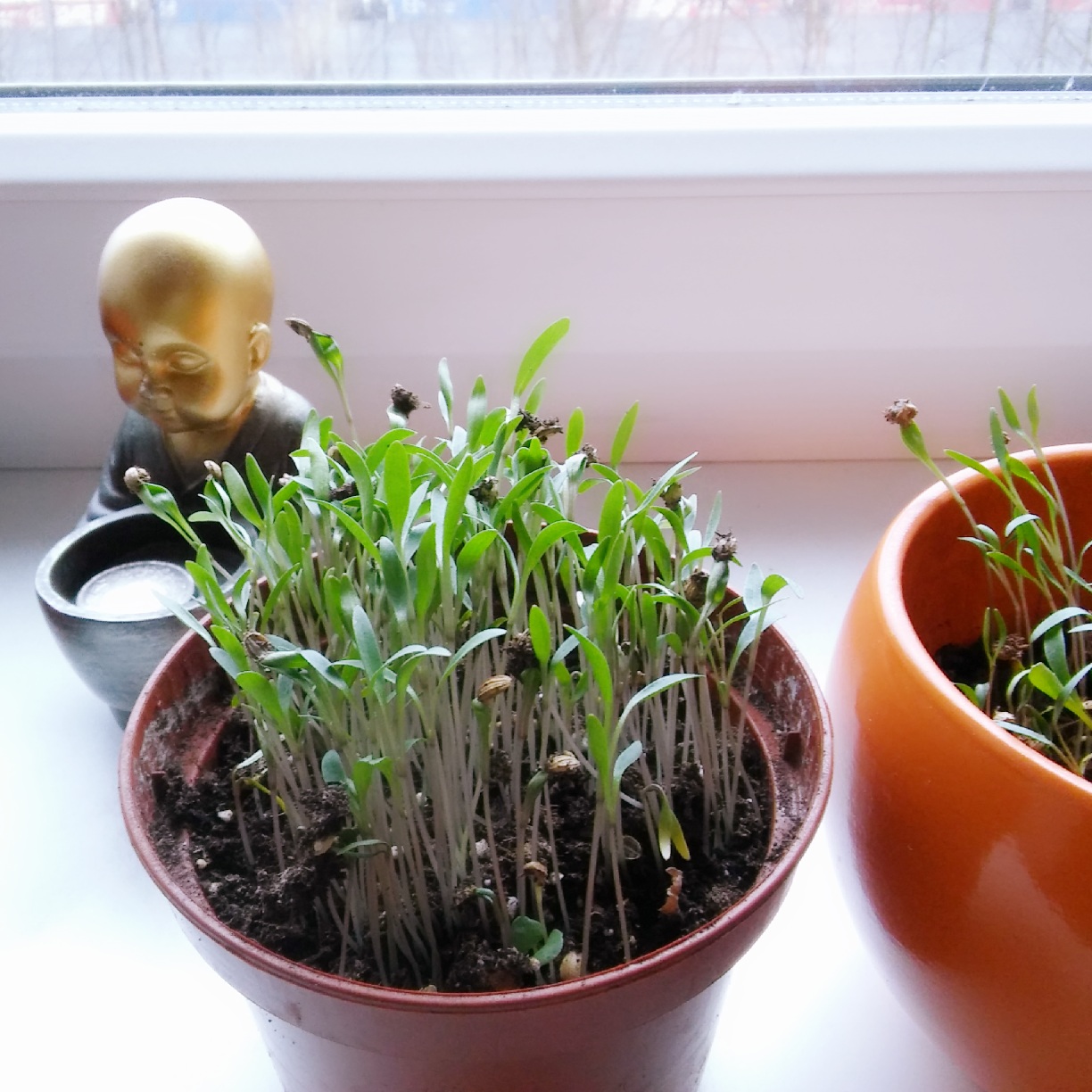 How to grow Coriander leaves at home