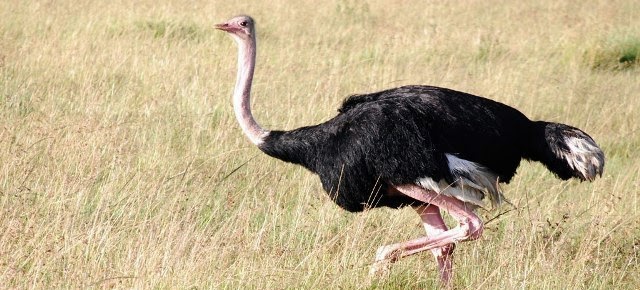 Burung Yang Tidak Bisa Terbang Burung Yang Tidak Bisa Terbang