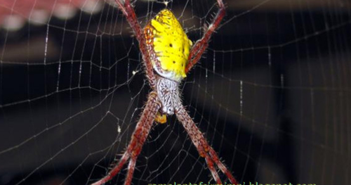 12 Arti Mimpi Laba Laba Ada di Rumah Menurut Primbon Jawa Dokumentasi