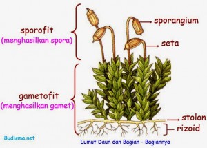 Tumbuhan Tak Berpembuluh