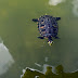Las tortugas no volverán al estanque del jardín botánico por ser especie "invasora"