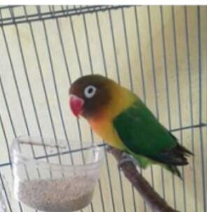 20++ Gambar burung lb gs terupdate
