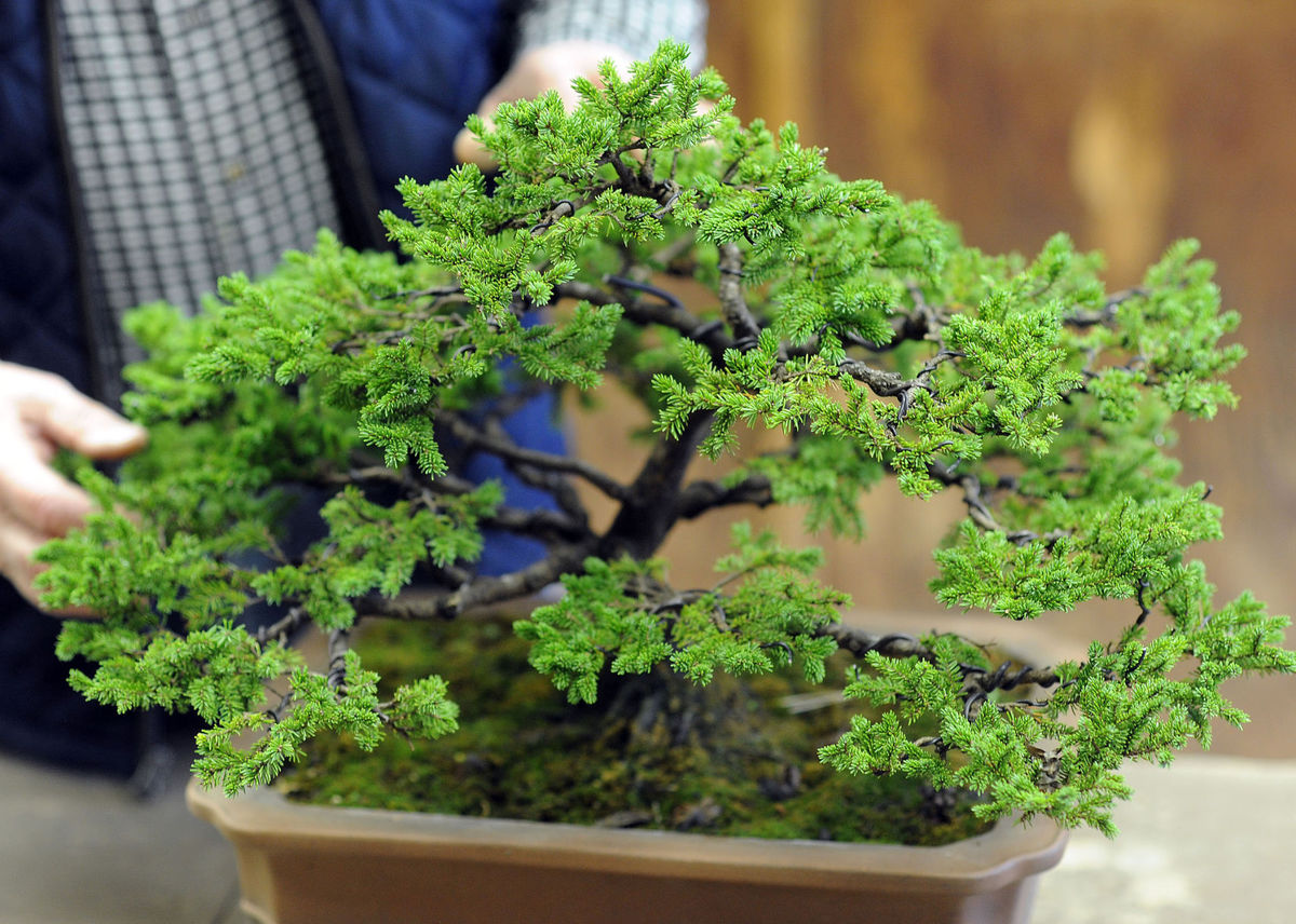 Jo Ciavaglia's portfolio Bonsai master devotes life to ancient art of