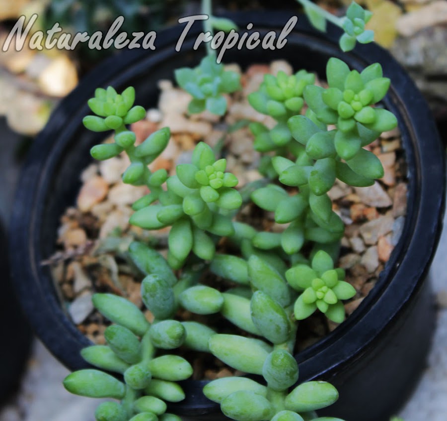 Ramificaciones en la base del Burrito o Nariz de Borracho, Sedum morganianum