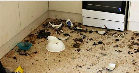 L'horreur: elle enferme ses 14 chats dans sa maison jusqu'à ce qu'ils... se mangent entre eux (Vidéo)