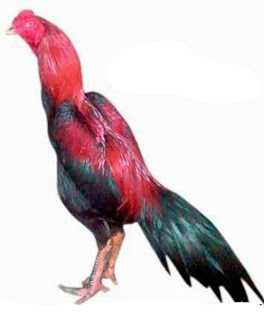 Tahta Ayam Aduan Berdasar Warna Bulu