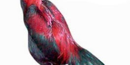 Tahta Ayam Aduan Berdasar Warna Bulu