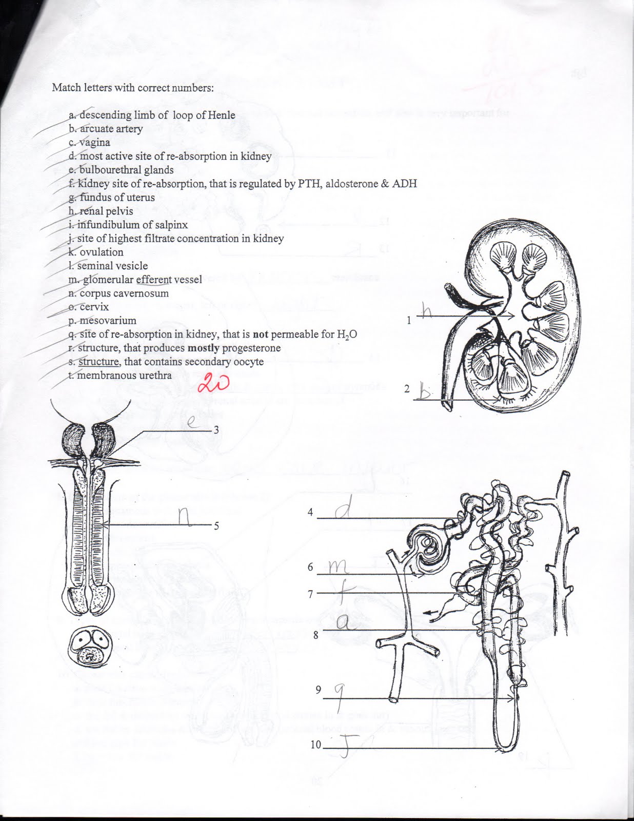 anatomy-and-physiology-lab-practicals-labquiz