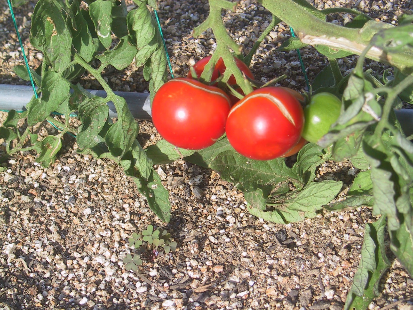 次々とひび割れるトマト 家庭菜園を浜名湖南岸で
