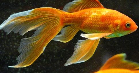 Inilah Kelebihan Budidaya Ikan Komet - IKAN DAN LAUT