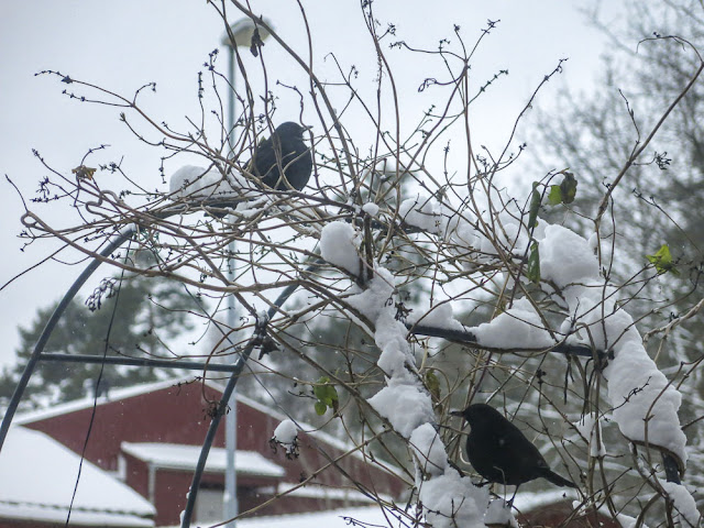 koltrast, blackbird koltrast, blackbird