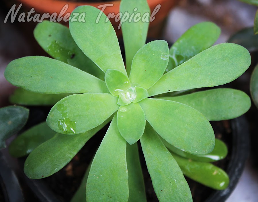 Roseta típica de la planta suculenta Sedum palmeri