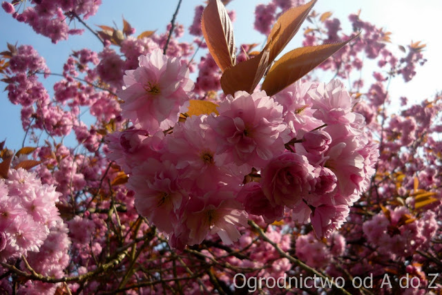Wiśnia 'Kanzan' Prunus 'Kanzan'