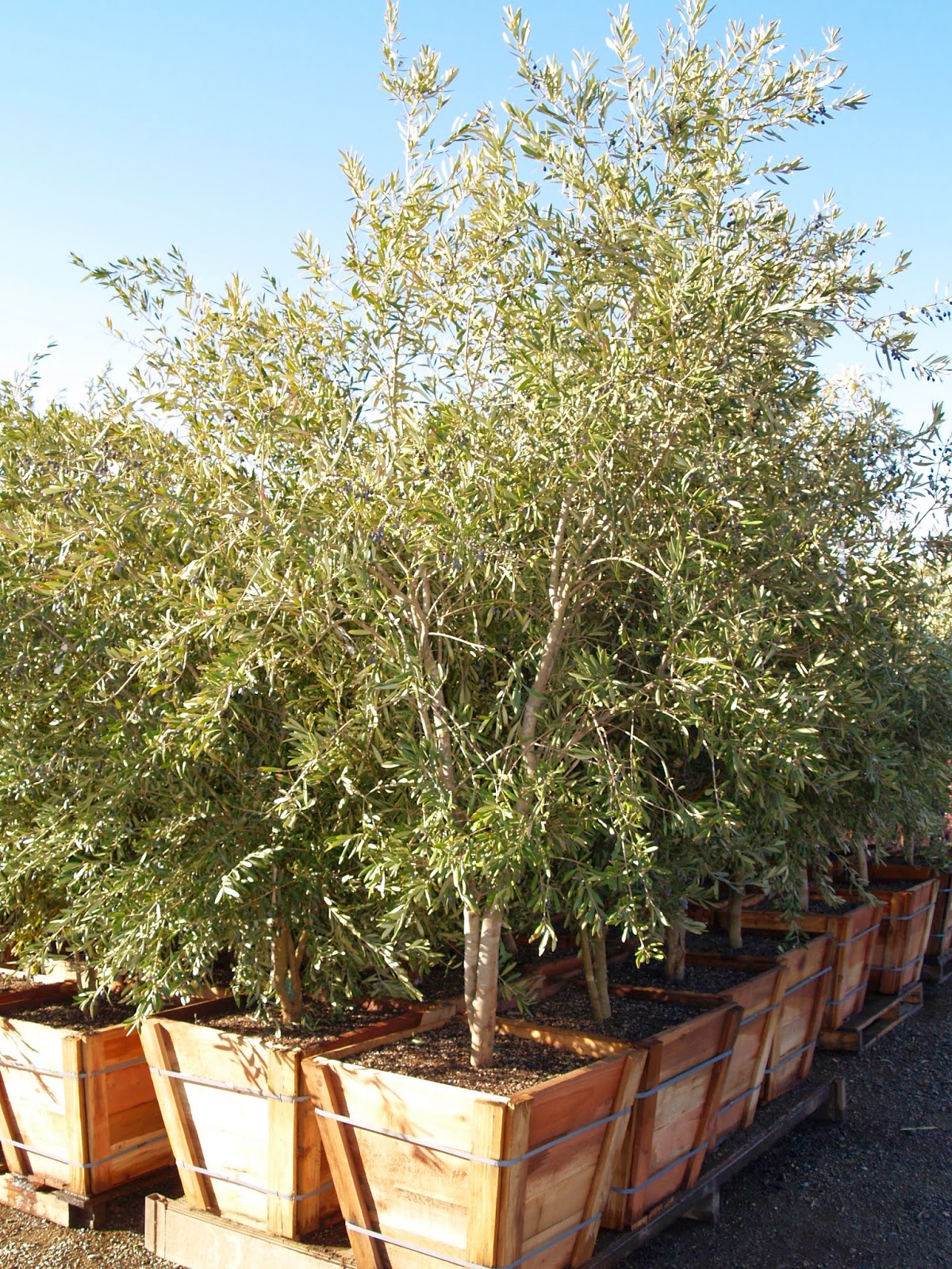 Western Tree Nursery Wholesale Only   California March 20