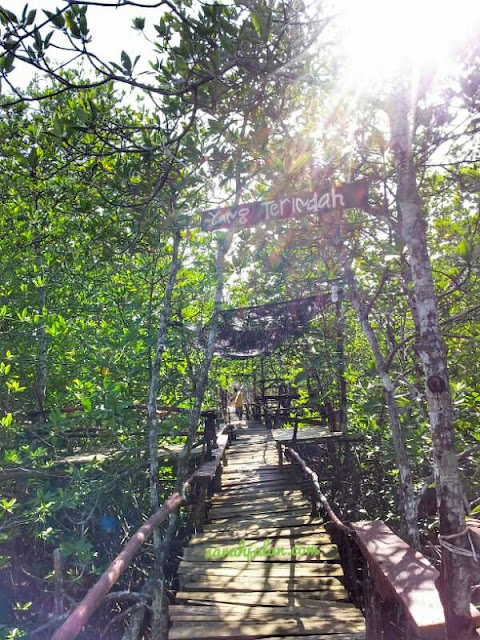 Wisata AVJ Mangrove Nongsa Batam Wisata AVJ Mangrove Nongsa Batam
