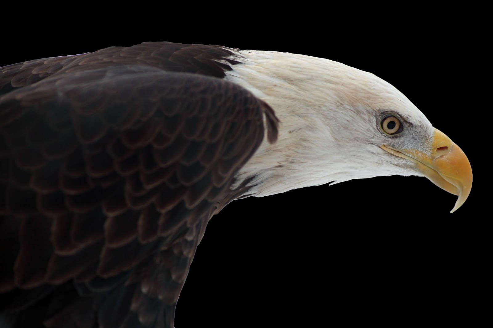 THE EAGLE'S NEST Bald Eagles Little Known Facts