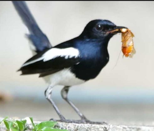 Download MP3 Suara Burung Kacer