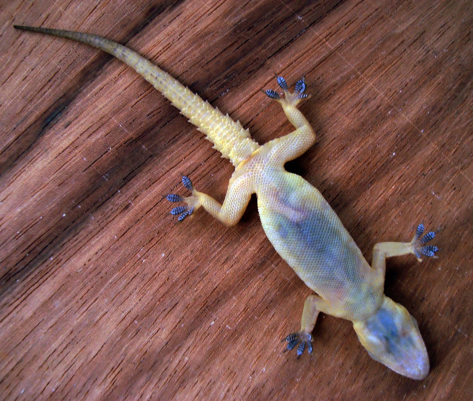 Living with Nature School on Blog by Dr. Abercio V. Rotor UST GS