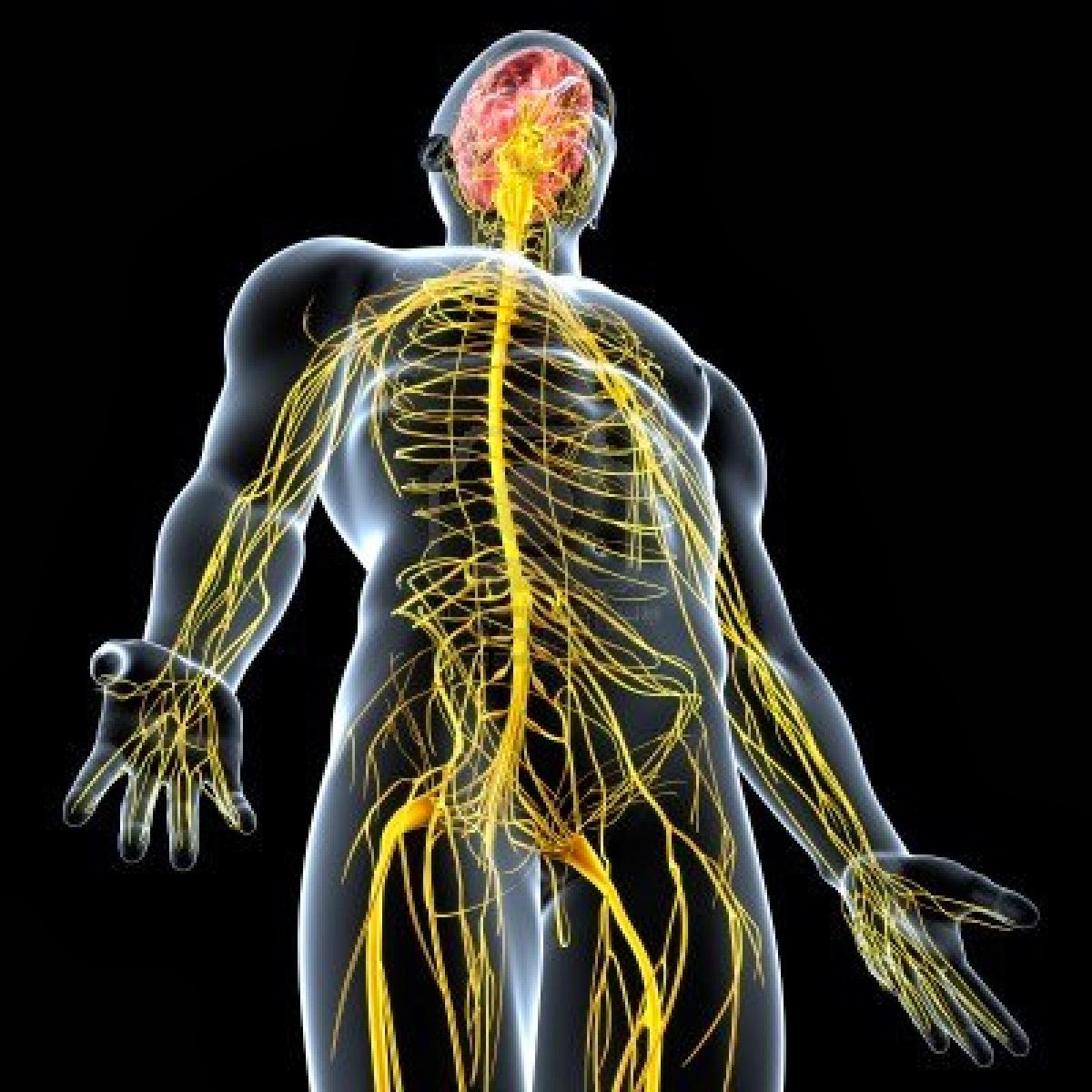 Ciencias En El Mac Imagen Sistema Nervioso Humano
