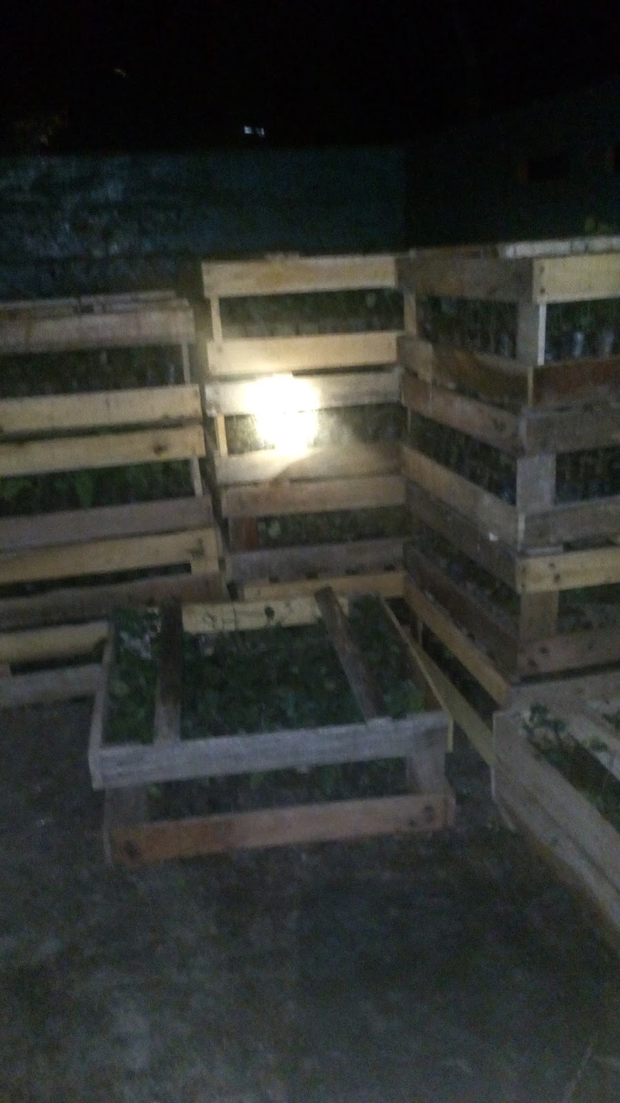 jual bibit cabe jawa cabe puyang murah grosir jual jual bibit cabe jawa cabe puyang murah grosir jual