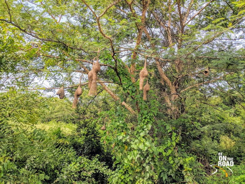 Baya Weavers and their nests near Manchinebele Dam, Karnataka