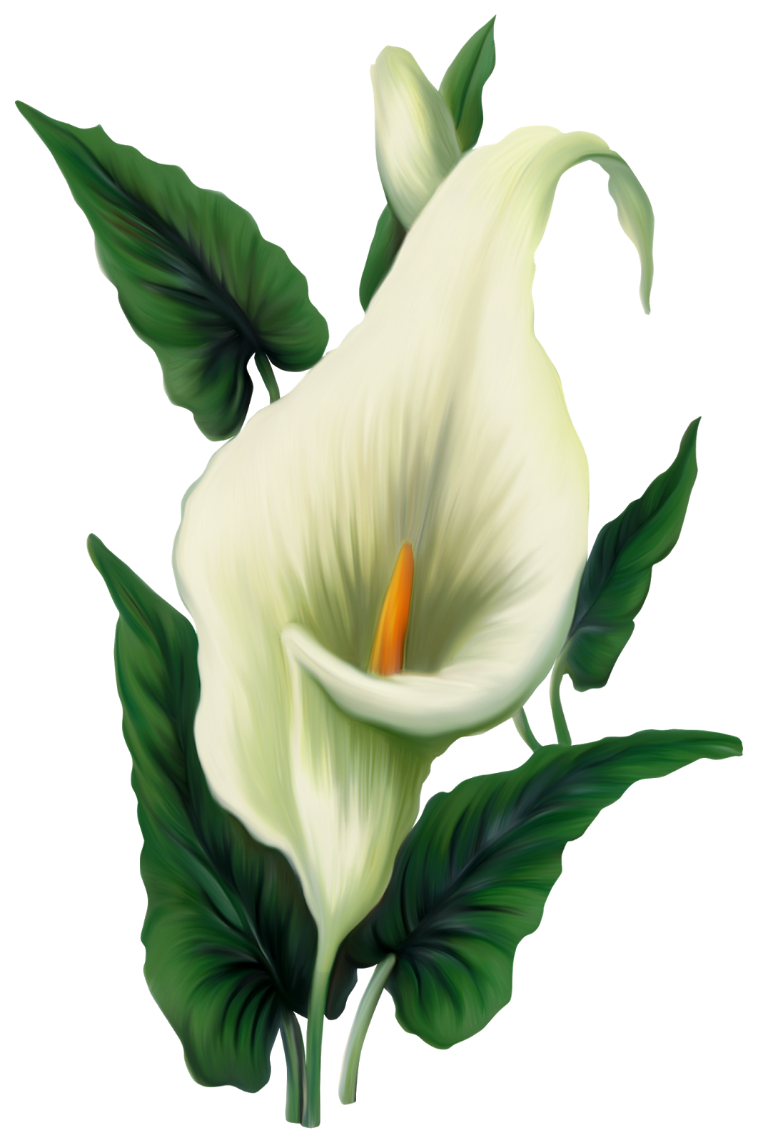 white callas