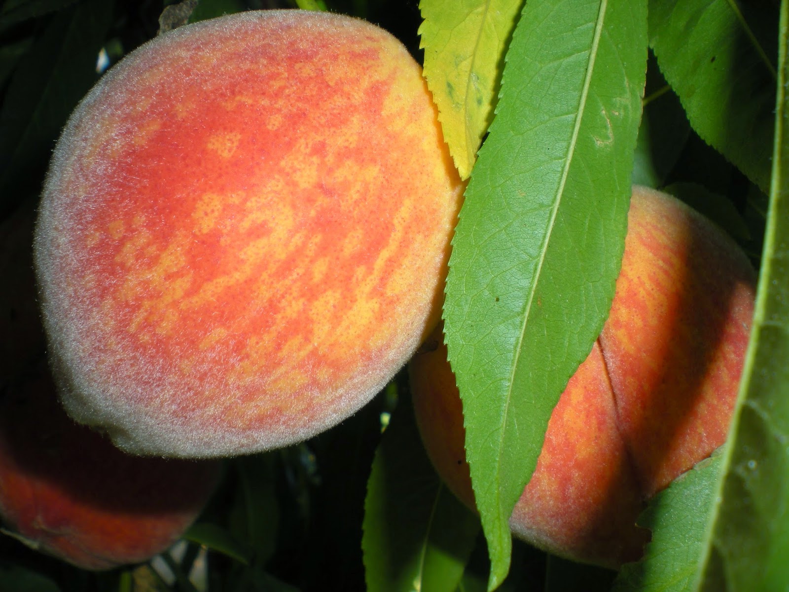 Southern California Gardening Peach Tree