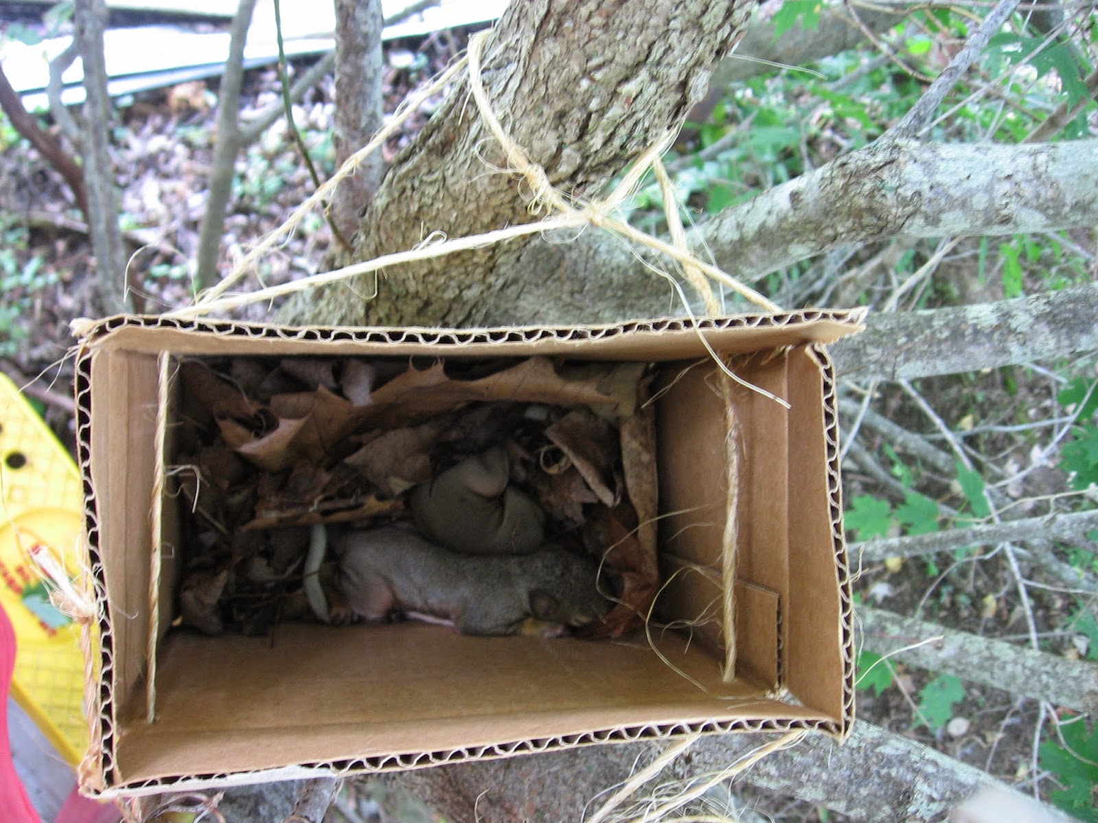 Mary Cummins Wildlife Rehabilitation Animal Advocates News Los Angeles