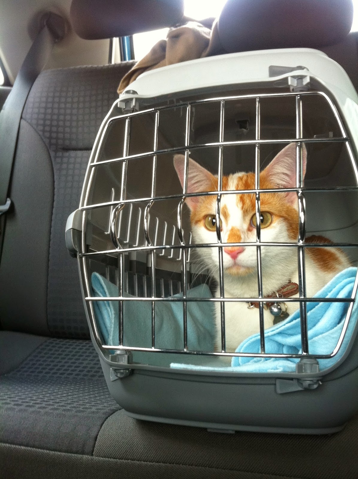 Bregman Veterinary Group How to Habituate Your Cat to a Carrier