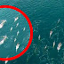 Vídeo gravado por drone que mostra sereias no mar da califonia intriga milhares de internautas!
