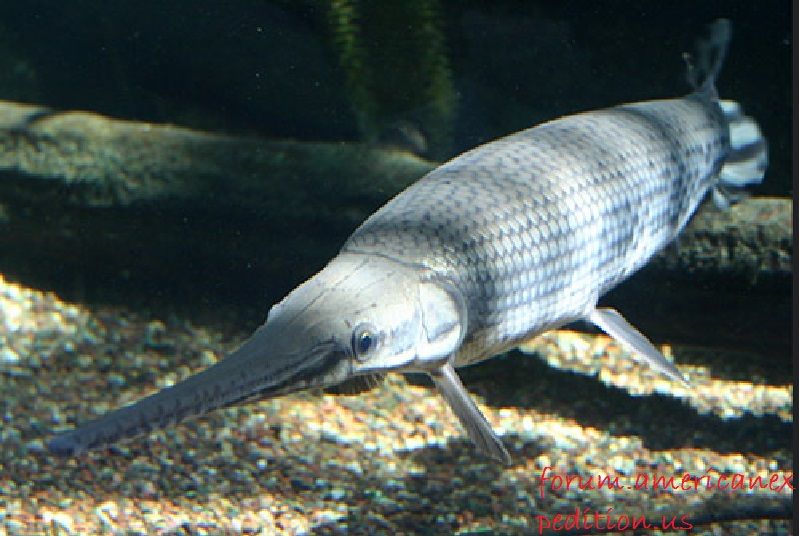 Gambar, Foto Jenis Ikan Hias Air Tawar yang Berumur Panjang - Longnose Gar