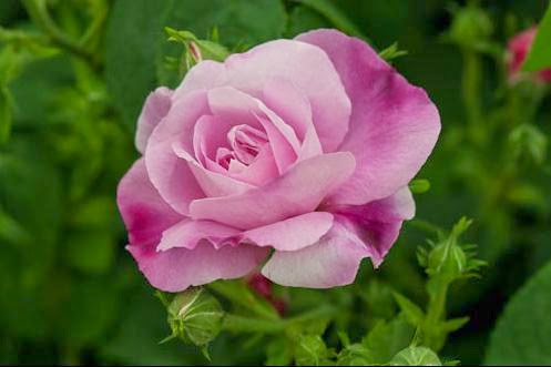 Damasks - Old Garden Roses - Roses - Heirloom Roses